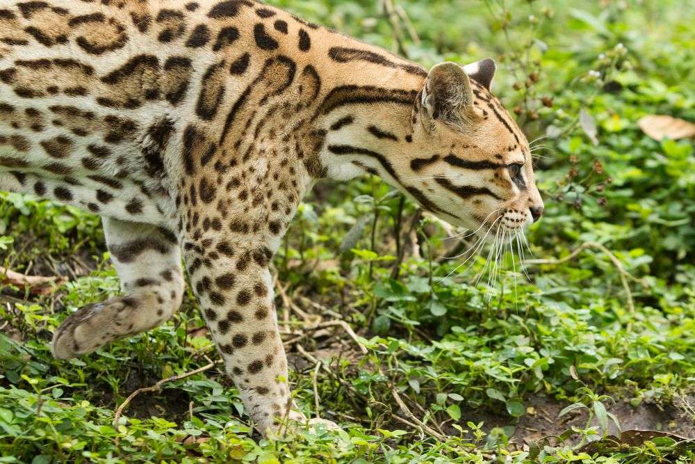 Vielfältige Tierwelt: Ozelot in Pacuare