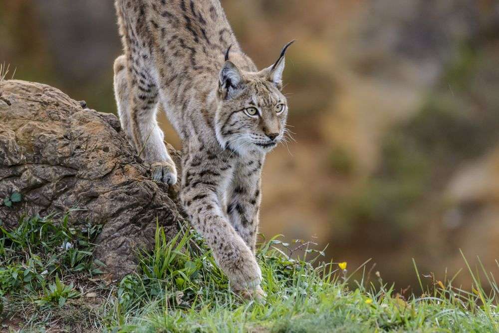 Auf der Jagd: Luchs in Tiveden