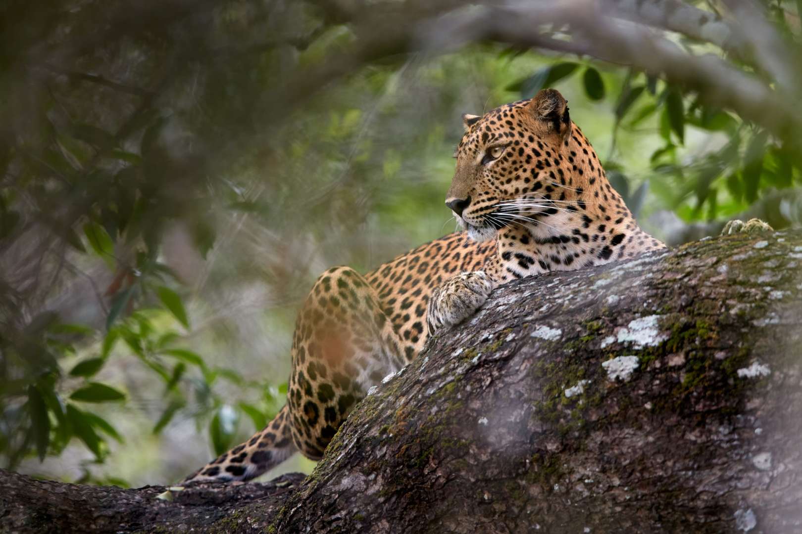 Größte Leopardendichte der Welt: Yala Nationalpark