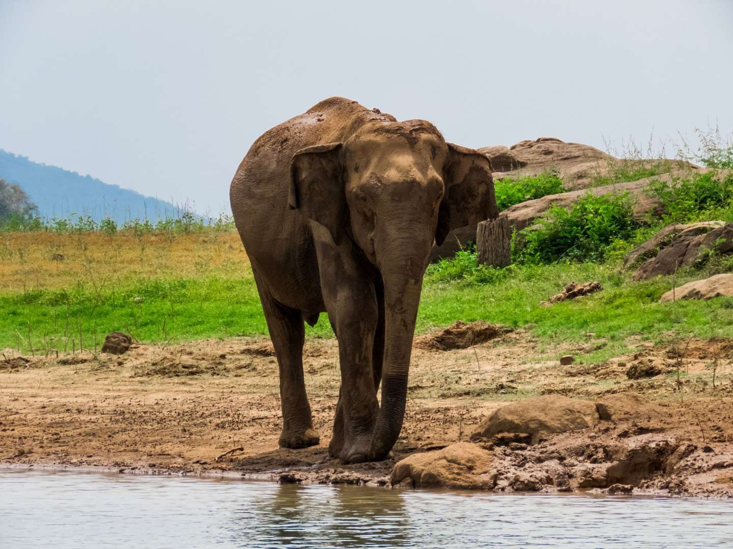 Ganzjährig zu sehen: Elefanten im Gal Oya Nationalpark