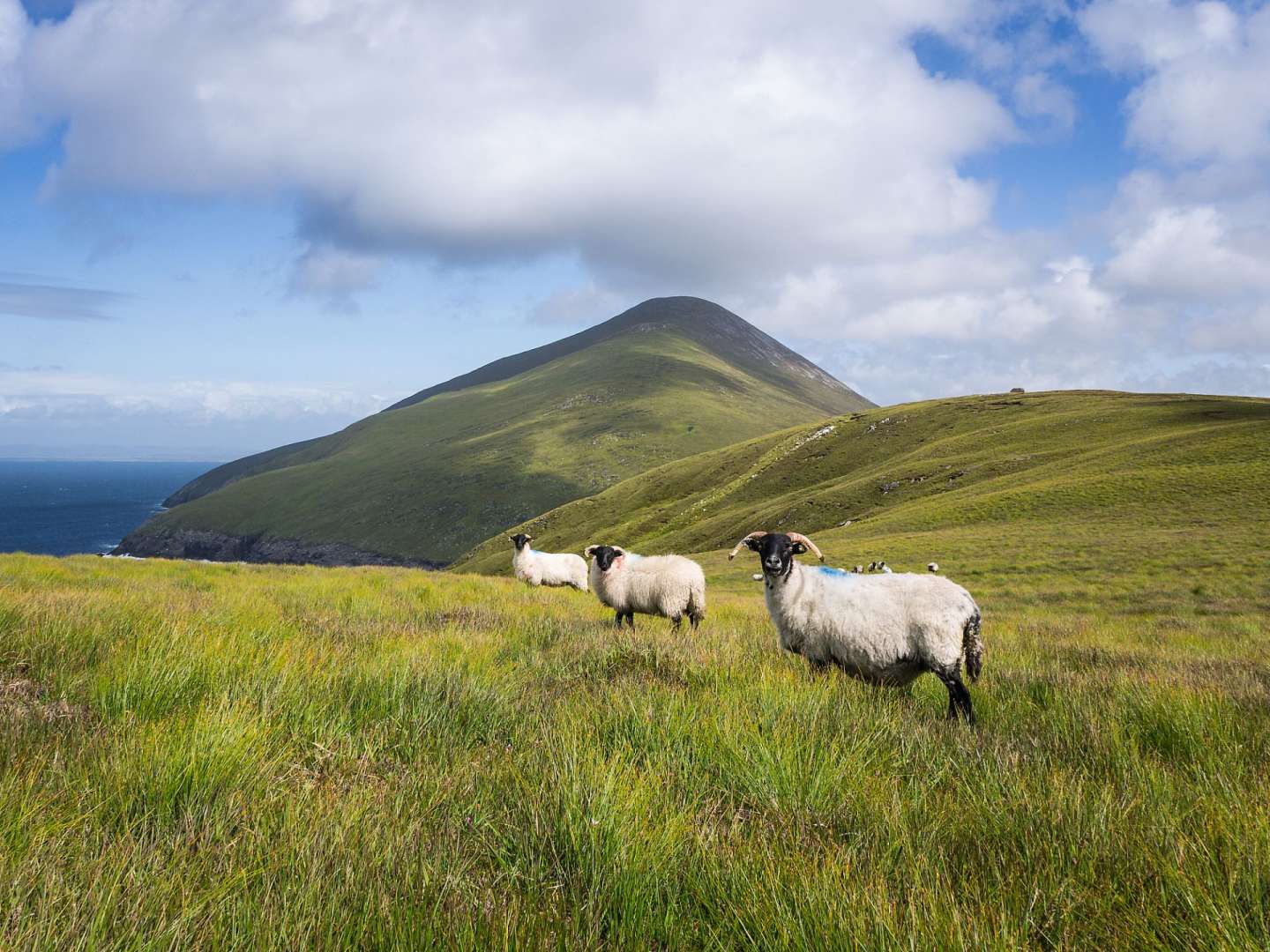 County Mayo: Schafe auf Achill Island