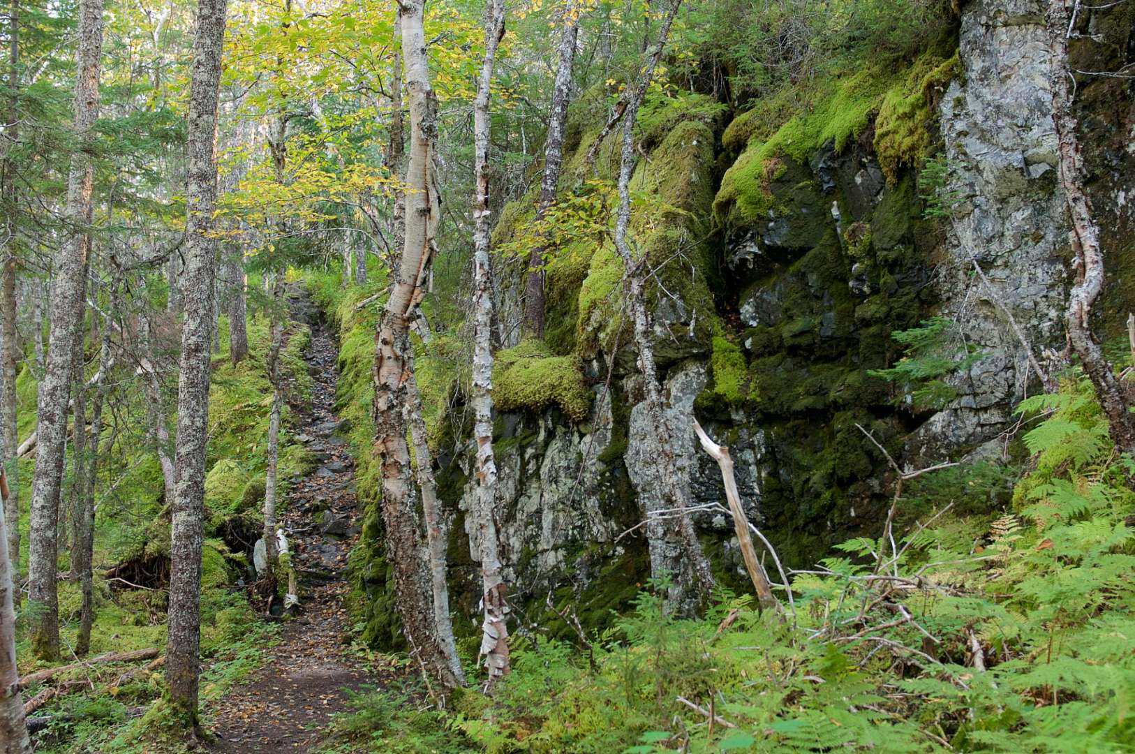 Heimat der Luchse: Terra Nova National Park