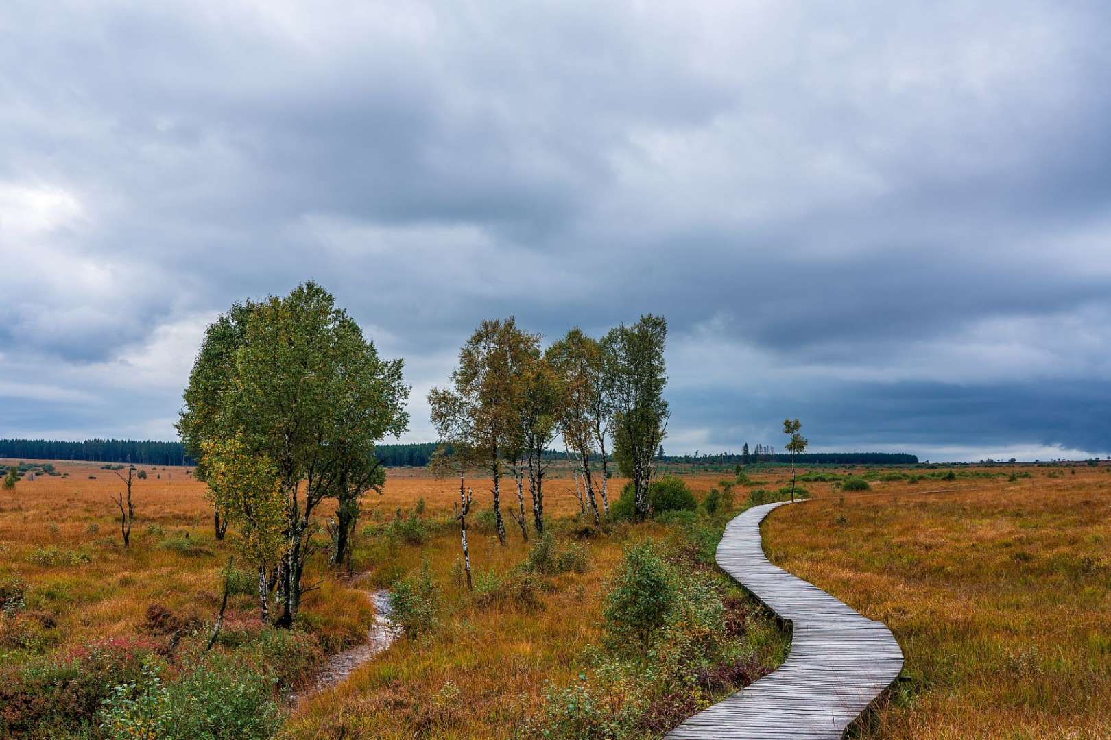 Hochmoor in den Ardennen: Hohes Venn