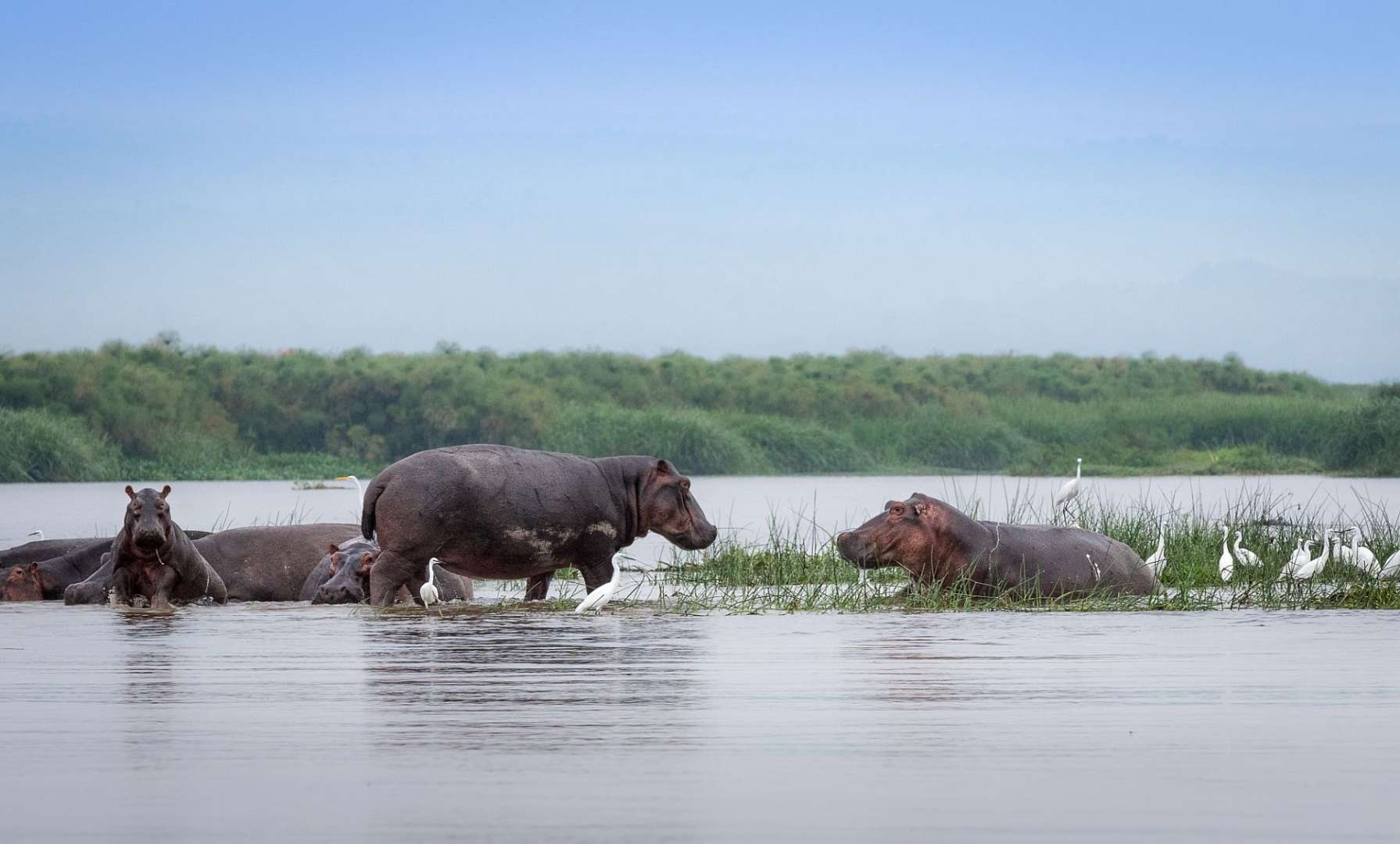 Lebensraum für verschiedenste Tiere: Lake Albert