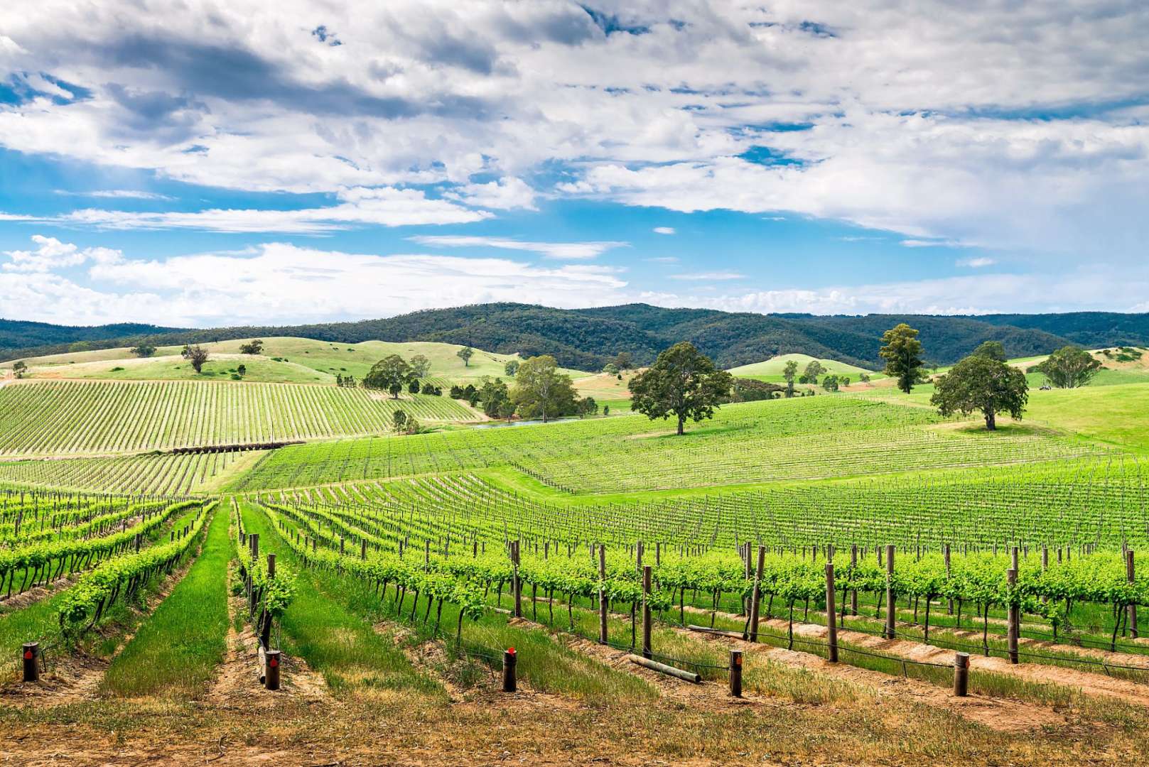 Barossa: Australiens bekannteste Weinregion