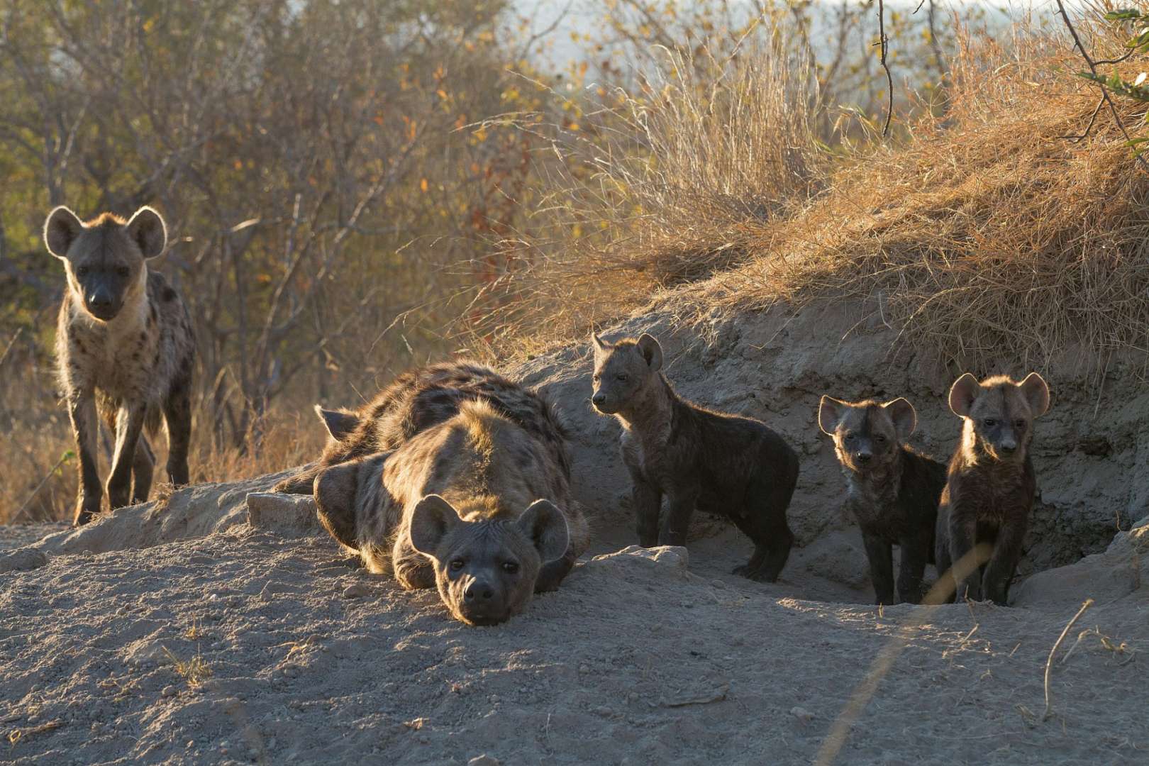 Hyänen in Timbavati