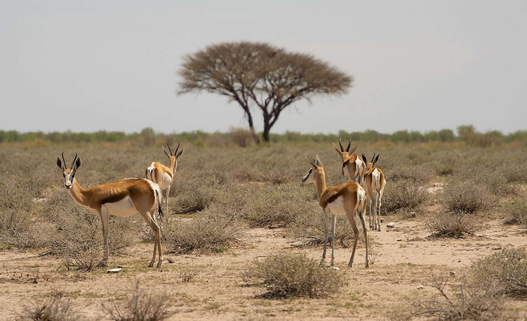 Springböcke im Etosha Park