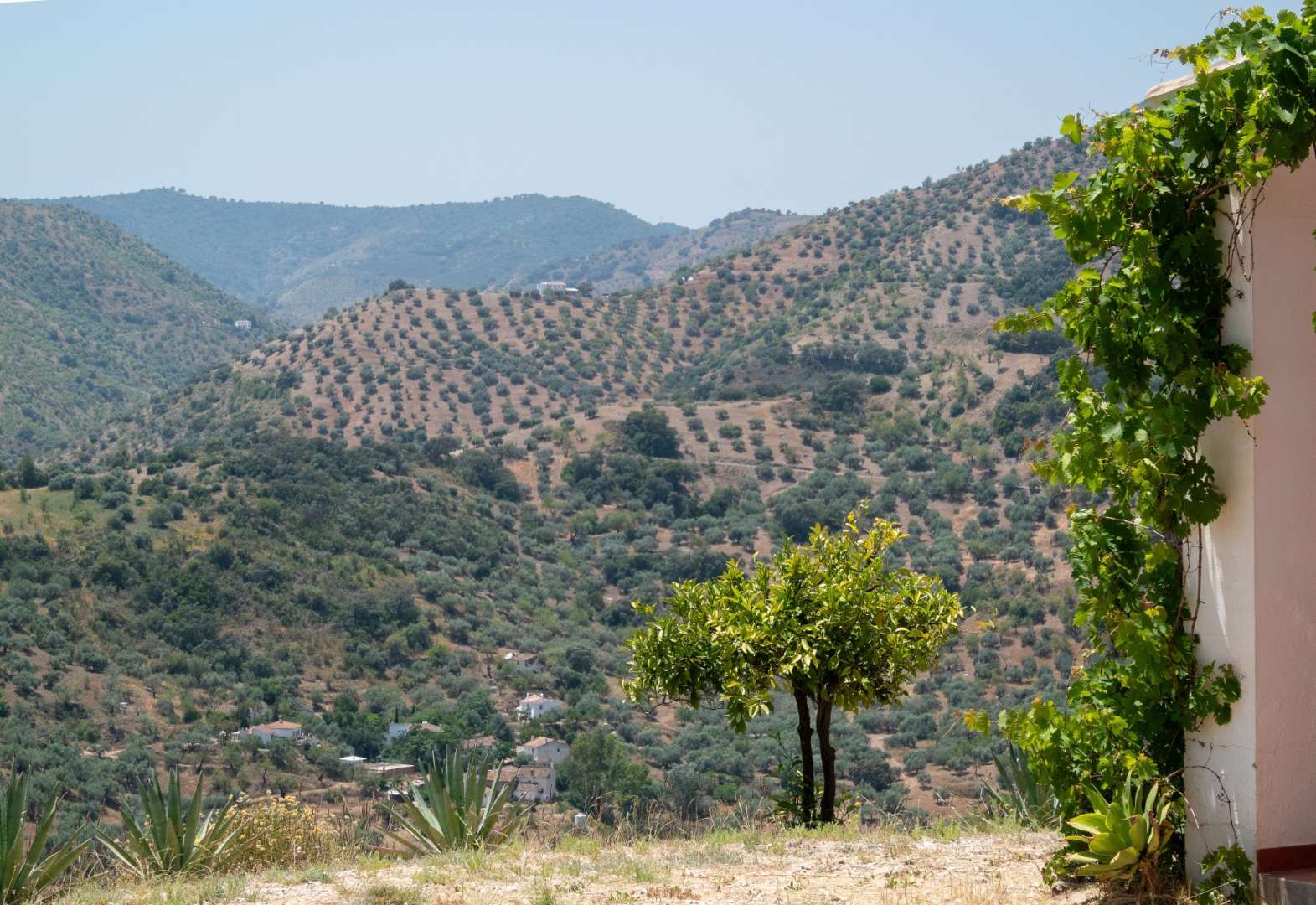 Olivenhaine, Zitrusfrüchte: Axarquía