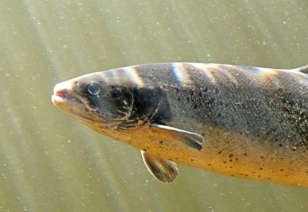 Salmonid Interpretation Centre