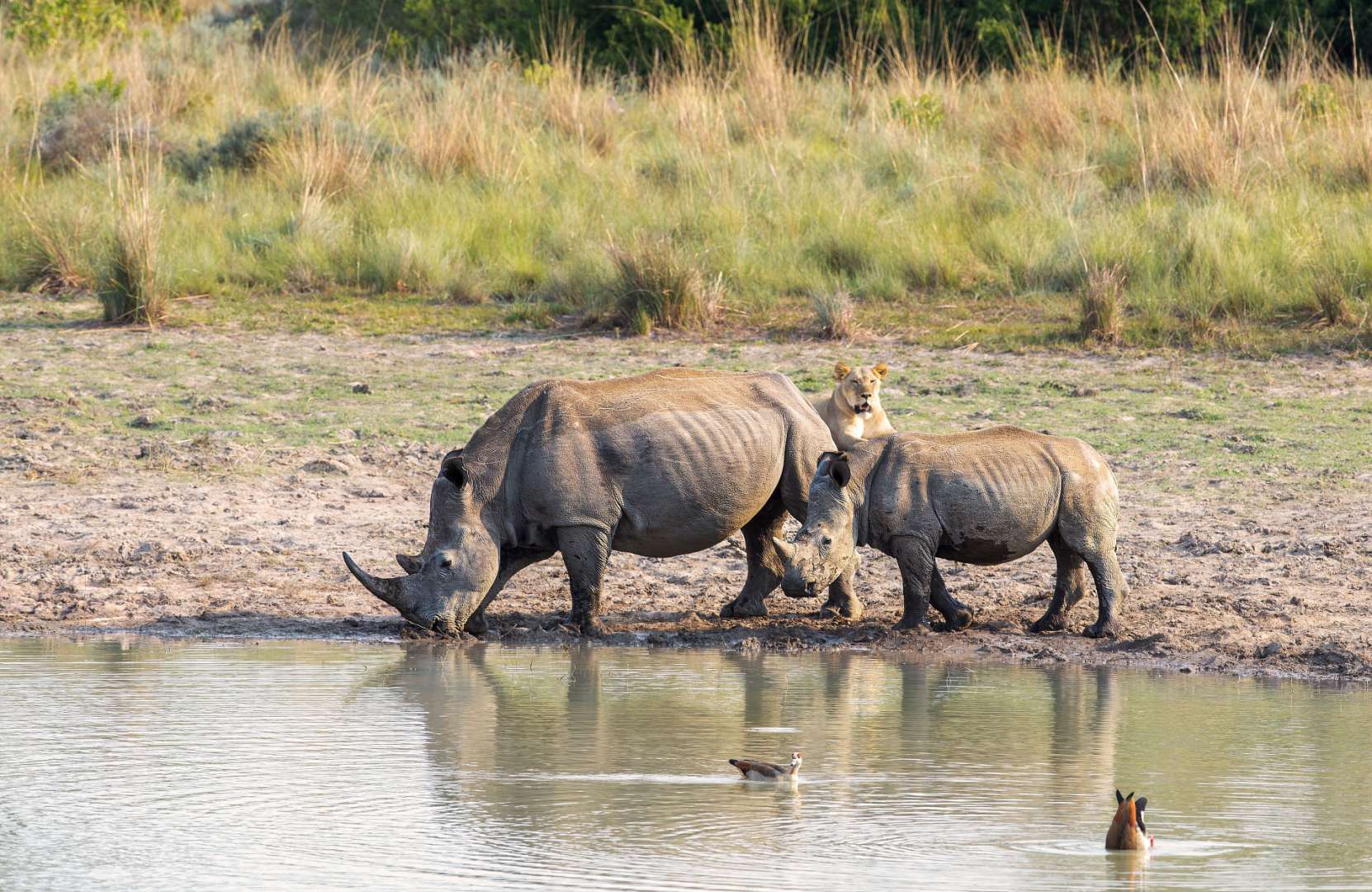 Nashörner im Welgevonden Game Reserve