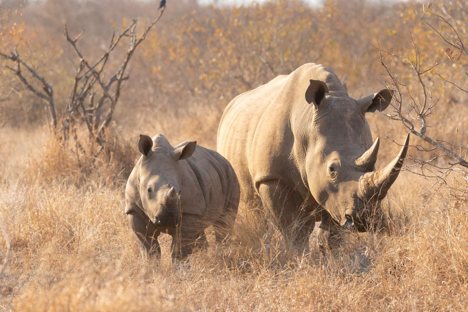 Nashörner in Timbavati