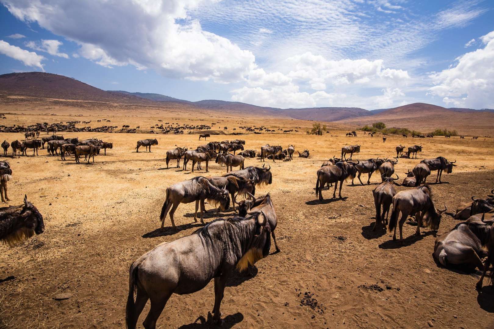 Heimat für 25.000 Tiere: Ngorongoro-Krater