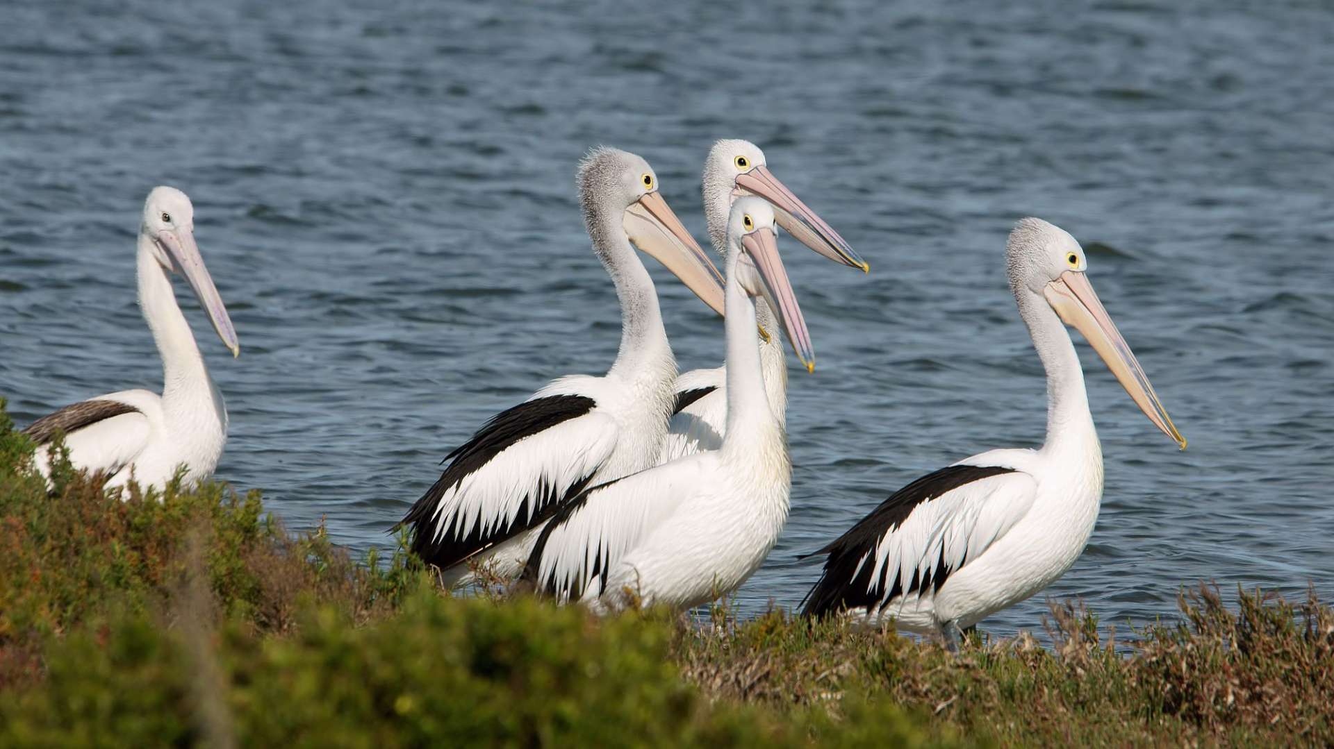 Pelikane: im Coorong Nationalpark