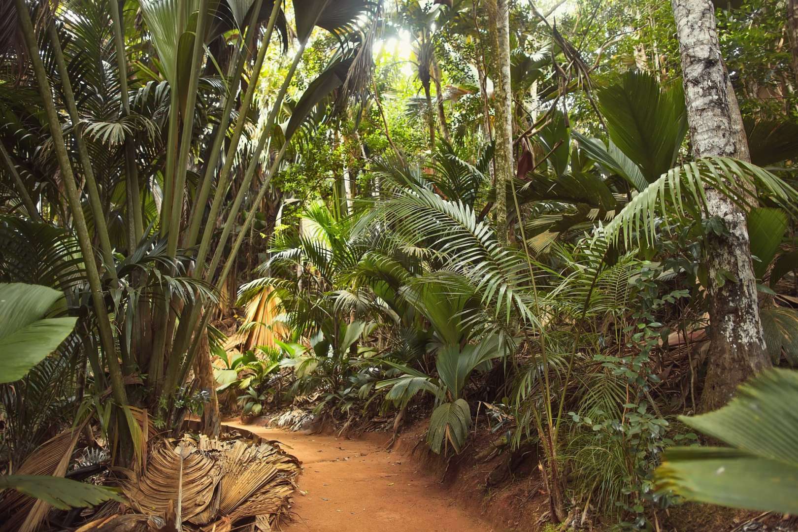 Urwald wie vor 400 Jahren: Vallée de Mai Nationalpark