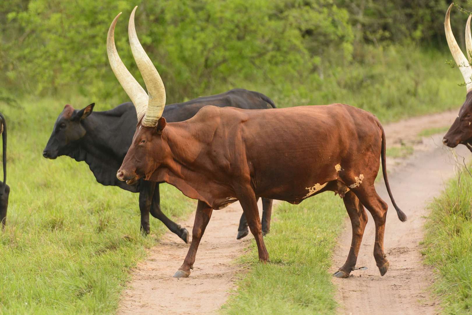Lake Mburo National Park: Ankole-Rinder