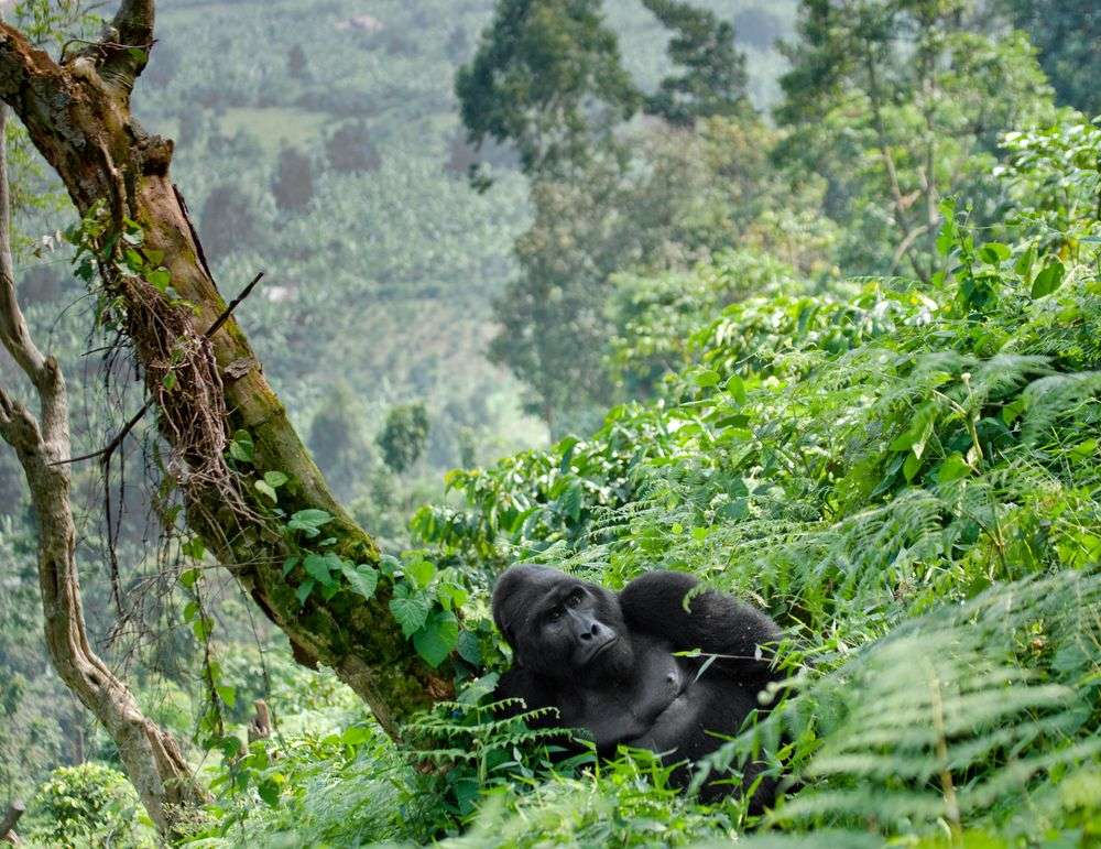Undurchdringliche Heimat der Berggorillas: Bwindi