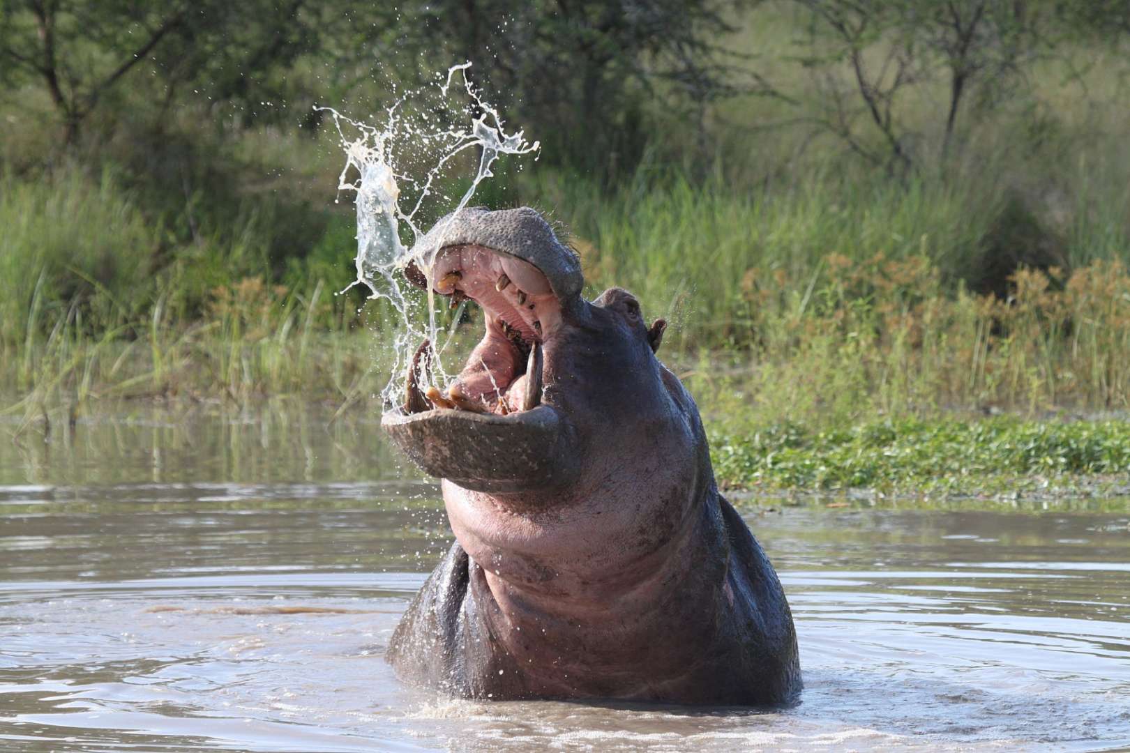 Paradies für Nilpferde: Murchisonfälle