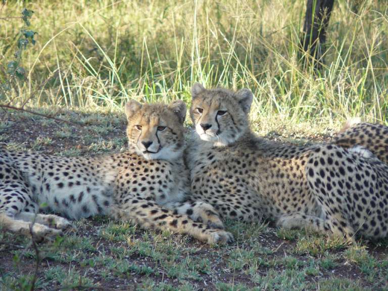 Die schnellsten Landtiere: Geparden