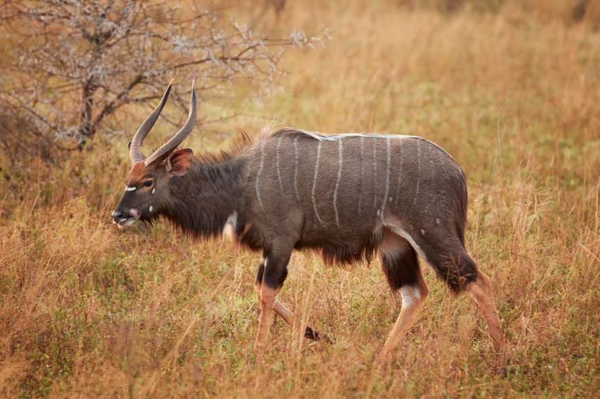 Lebt vorwiegend im Norden des Krüger Parks: Nyala Antilope