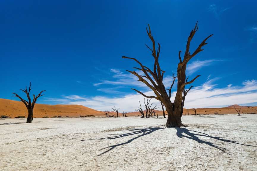 Über 500 Jahre alte Baumgerippe: Deadvlei