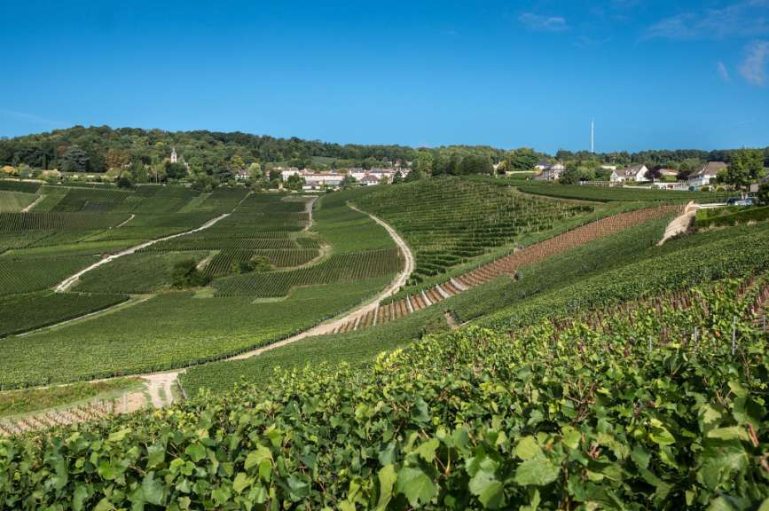 Geburtsort des Champagners: Weinberge um Hautvillers