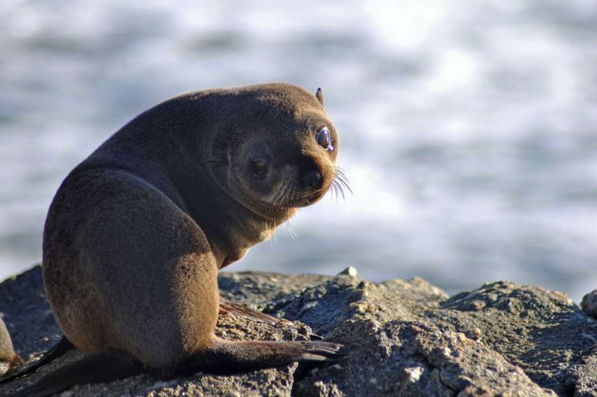 Bei Westport: Pelzrobben am Cape Foulwind