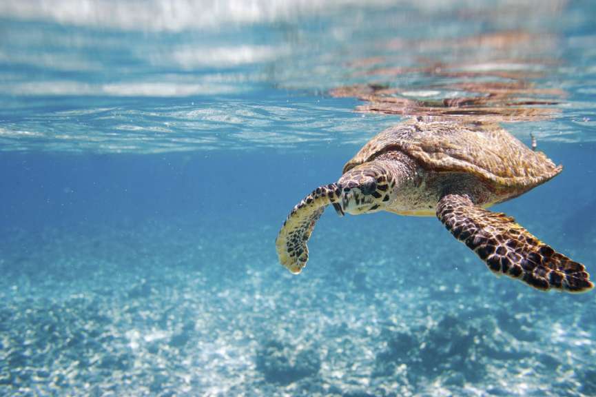 Hawksbill Seeschildkröte