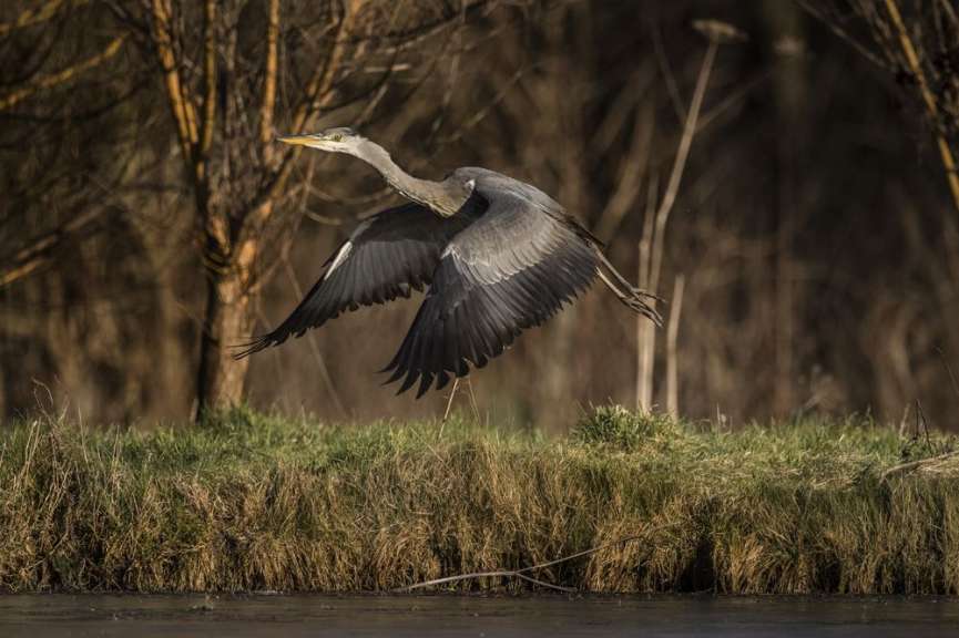 Bei Kąty Rybackie: Reservat für Graureiher