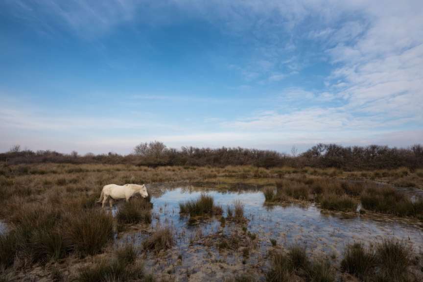 Wildpferd im Naturreservat