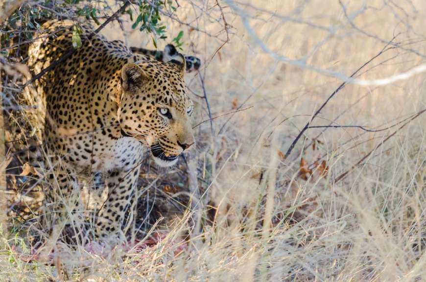 Gut getarnt: Leopard im Etosha Park