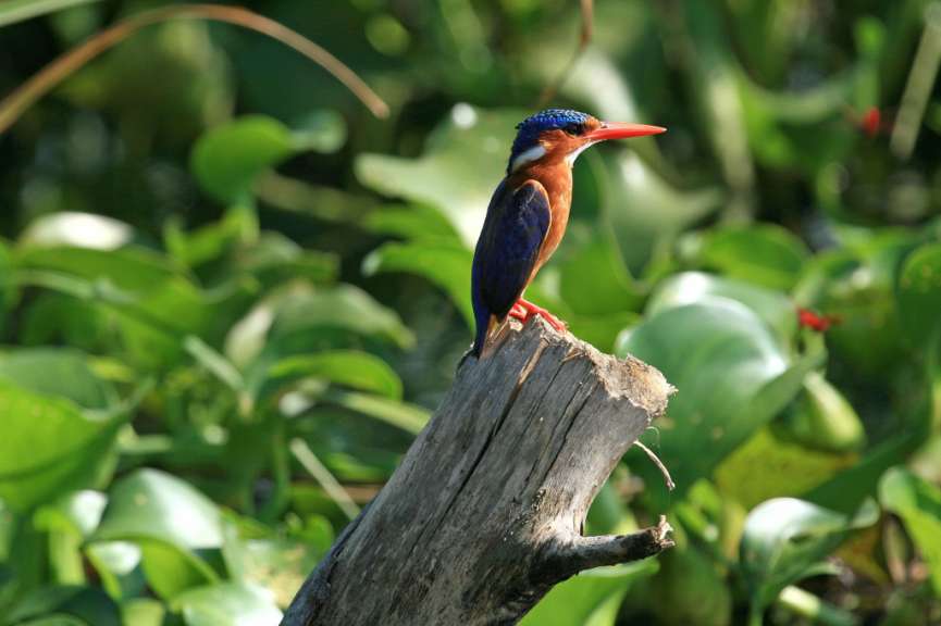 Entebbe: im botanischen Garten