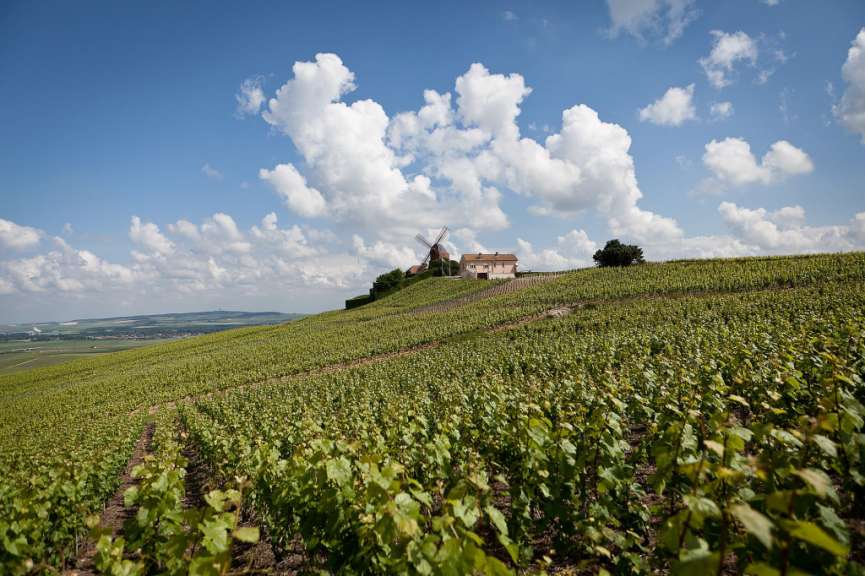 Weinberge in der Champagne