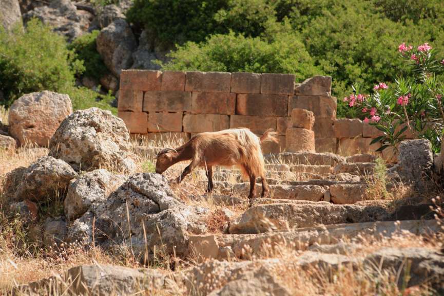Nur zu Fuß zu erreichen: Asklepios-Tempel in Lissos