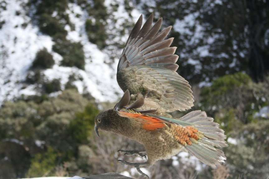 Neugierige Bergpapageien: Kea am Mount Arthur