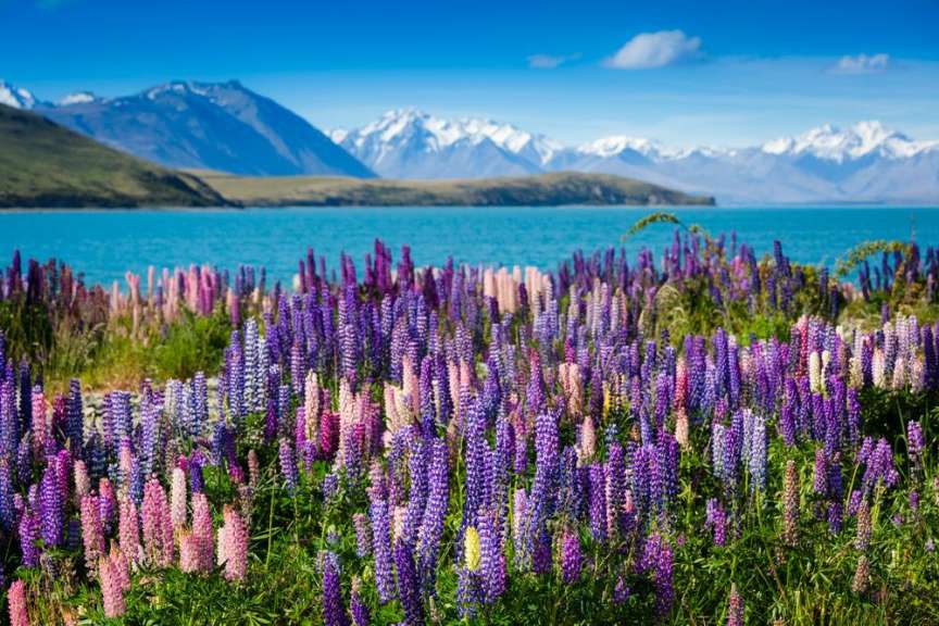 Orgie in Blau: Frühling am Lake Tekapo