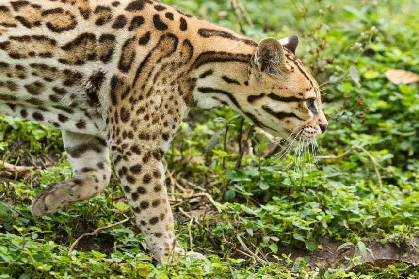 Vielfältige Tierwelt: Ozelot in Pacuare
