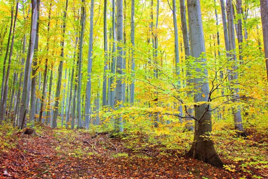 Lichte Buchenwälder bei Mátrafüred