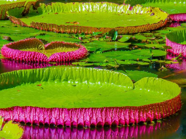 Riesenseerosen im Botanischen Garten