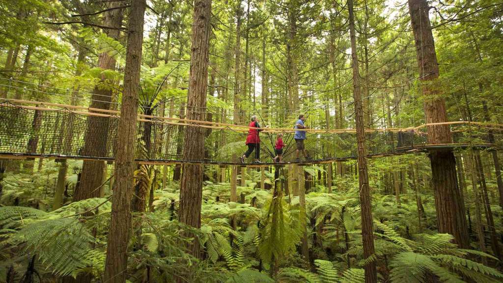 Wanderung durch die Baumkronen: Redwoods Treewalk