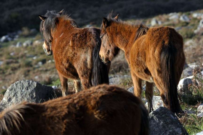 Auf dem Curro da Velha: wilde Garrano Ponys