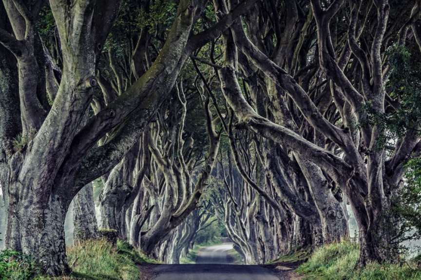 Gespenstisch: Dark Hedges