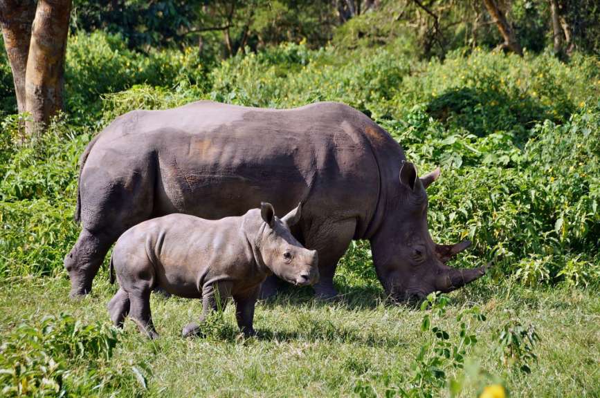 Schutzgebiet für Nashörner: Ziwa Rhino Sanctuary