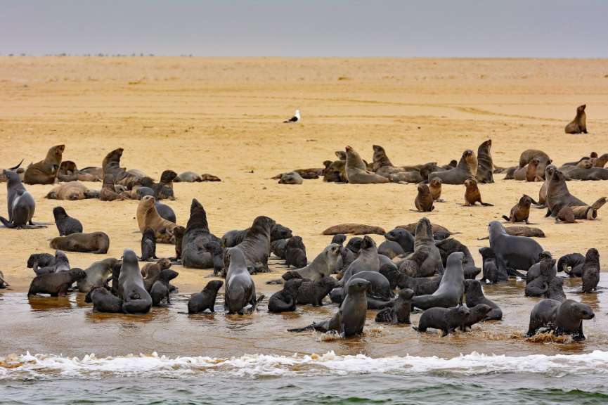 Robben, Wale, Missionare: Walvis Bay