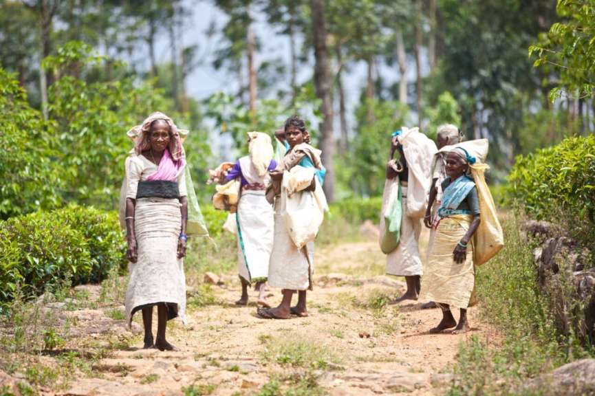 Teepflückerinnen in Madulkelle