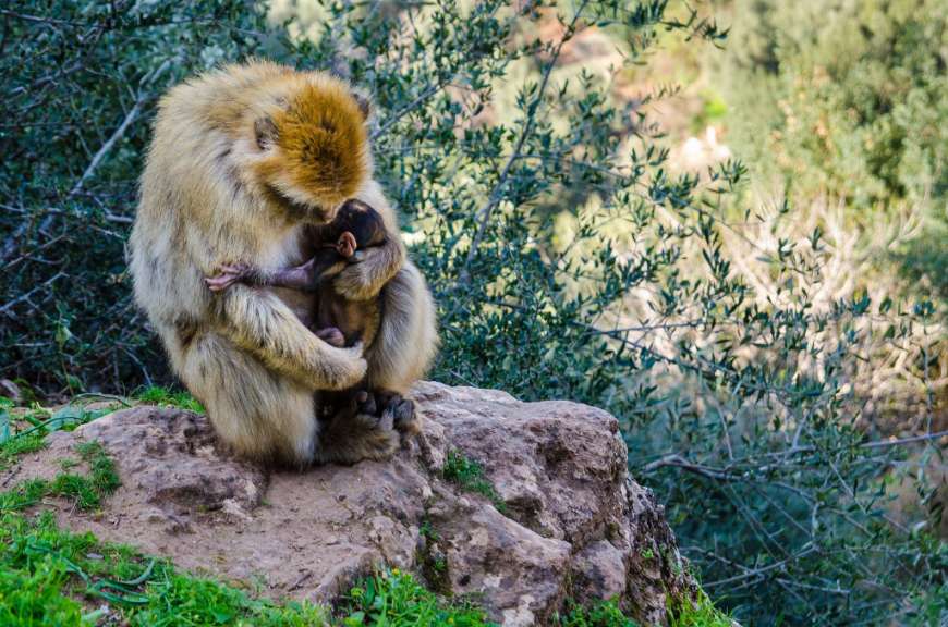 Berberaffen und Oliven: Wanderung am Ouzoud
