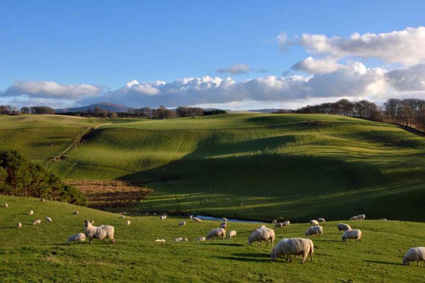 Schafe und sanfte Hügel: Scottish Lowlands