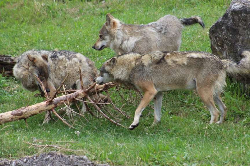 Ückermünder Heide: Heimat eines Wolfsrudels