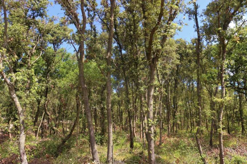 Immergrüne Steineichen im Wald Dundo