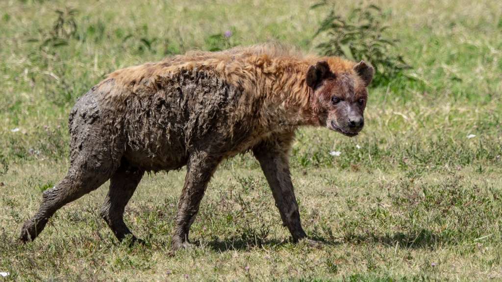 Bewohner der Serengeti: Tüpfelhyäne