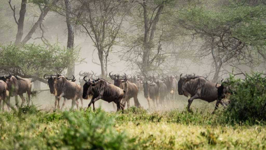 Gnus in der Serengeti
